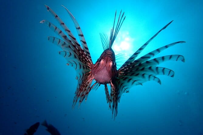 Enjoy Diving in Izu,Discover Scuba Diving for Nondiver. - Whats Included in Your Diving Adventure