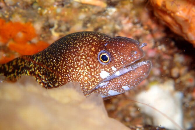 Enjoy Diving in Izu,Discover Scuba Diving for Nondiver. - Tips for First-Time Divers