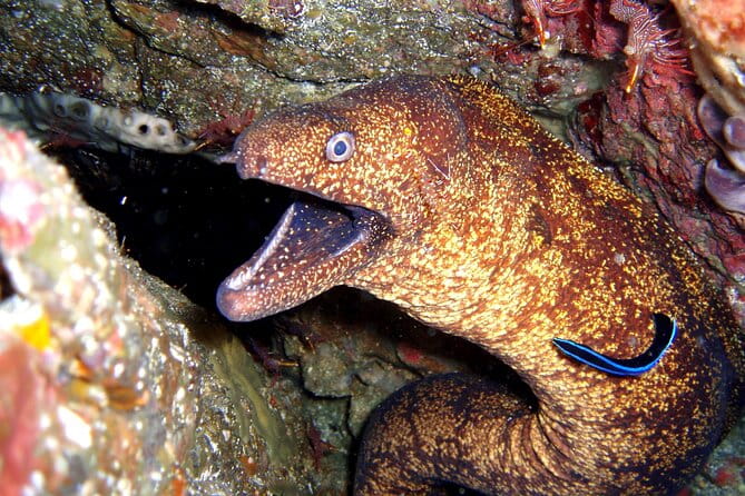 Enjoy Diving in Izu,Discover Scuba Diving for Nondiver. - Frequently Asked Questions