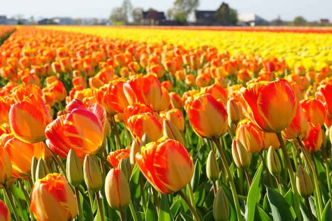 Enjoy the Tulip Fields by Bicycle With a Local Guide! Tulip Bike Tour! - Experience Highlights