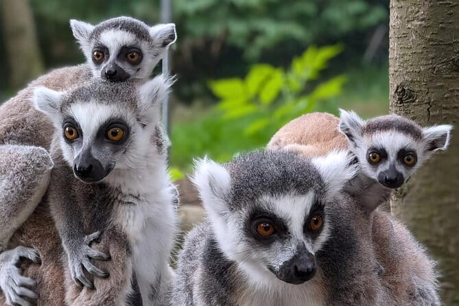 Entry ticket to Hoo Zoo and Dinosaur World in Telford - An in-Depth Look at the Experience