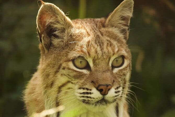 Entry ticket to Hoo Zoo and Dinosaur World in Telford - The Sum Up