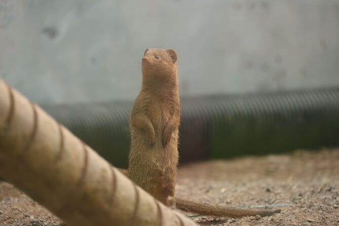 Entry ticket to Hoo Zoo and Dinosaur World in Telford - FAQs