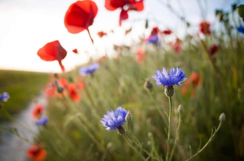 Epernay: Shuttle to a botanical outing - Key Points / Takeaways