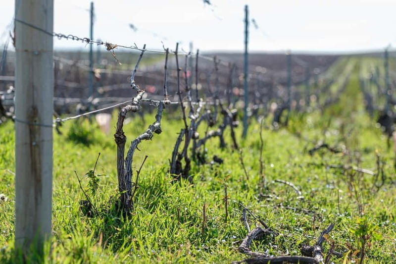 Epernay: Shuttle to a botanical outing - The Practicalities: What’s Included, Logistics, and Who Will Love It