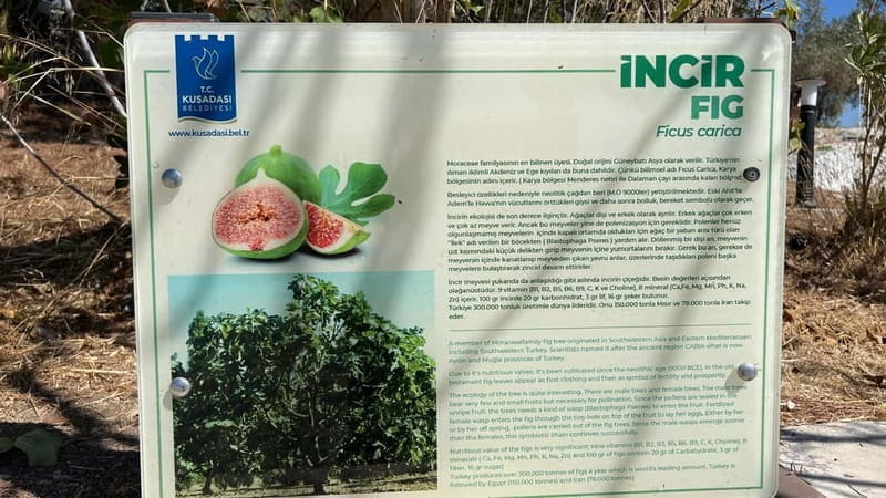 Ephesus tours wholesalerShopTours from cruise port Kusadasi - Key Points / Takeaways