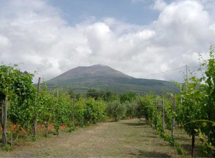 Ercolano vineyards, view cellar wine tasting and brunch - Entering The Vineyards: Scenic and Educational