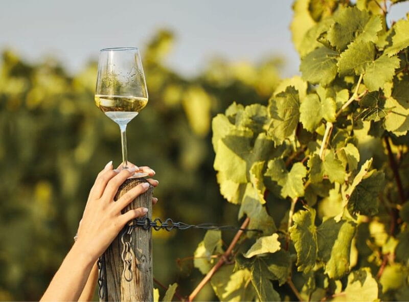 Ercolano vineyards, view cellar wine tasting and brunch - Tasting and Food Pairing: A Flavorful Journey