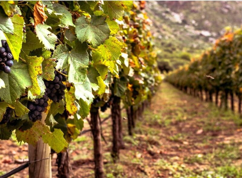 Ercolano vineyards, view cellar wine tasting and brunch - Price and Logistics: How It Fits into Your Trip