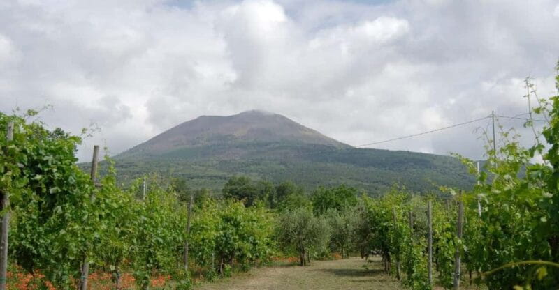 Ercolano vineyards, view cellar wine tasting and brunch - Final Thoughts: Is It Worth It?