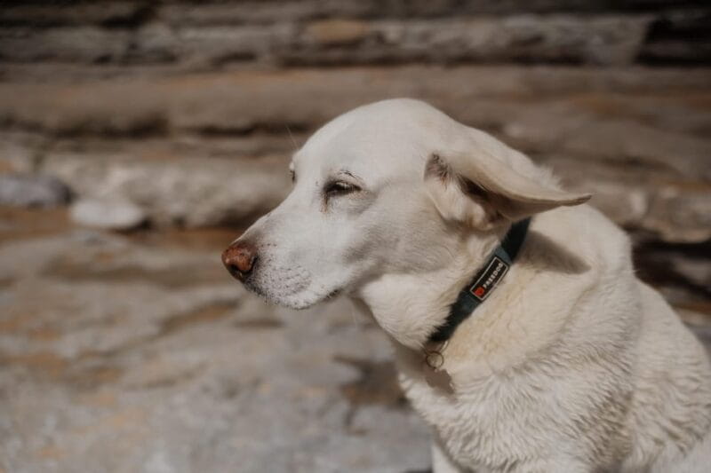 Ericeira: 3h Surfing Lesson - The Instructor and Atmosphere: Friendly and Professional