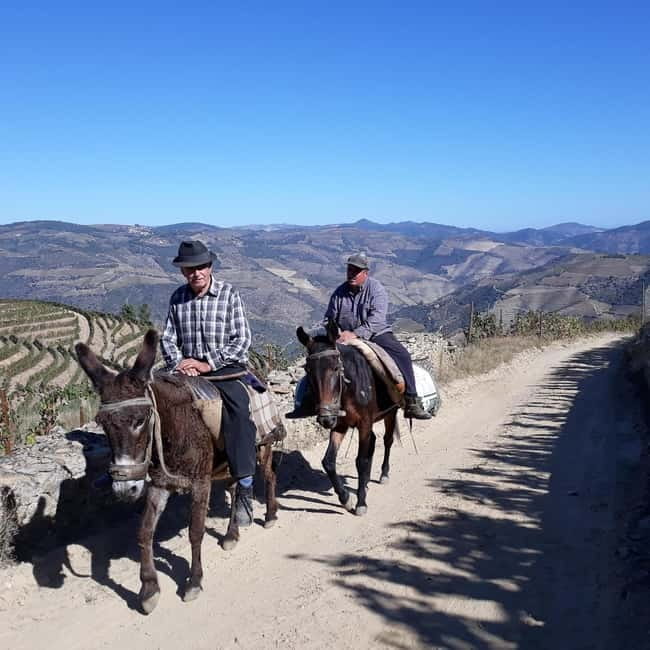 Ervedosa do Douro: Guided Walking Tour with Picnic Lunch - Analyzing the Value: Is It Worth It?