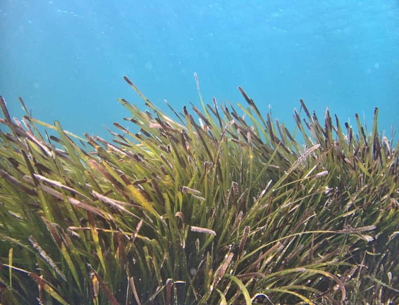 Es Grau:Private Snorkeling Experience with Picnic and Drinks - End of the Tour: Relaxed Return and Photo Memories