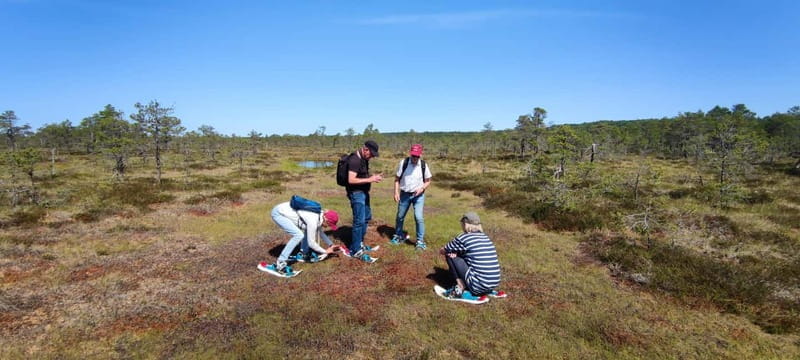 Escape from Tallinn Hike, Swim, Forage & Cuddle Sled Dogs - Key points / Takeaways