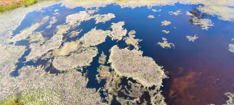 Escape from Tallinn Hike, Swim, Forage & Cuddle Sled Dogs - Exploring the Tallinn Outskirts: What the Experience Offers