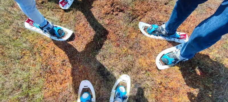 Escape from Tallinn Hike, Swim, Forage & Cuddle Sled Dogs - Who is This Tour Best For?