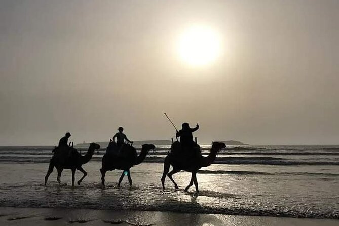 Essaouira: 3-Hour Camel Tour - Traveler Reviews