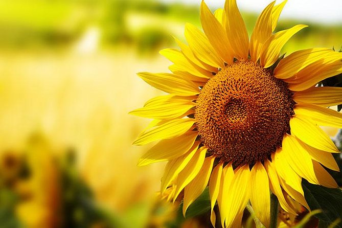 Essence of Chianti Small Group Tour With Lunch and Tastings From Florence - Just The Basics