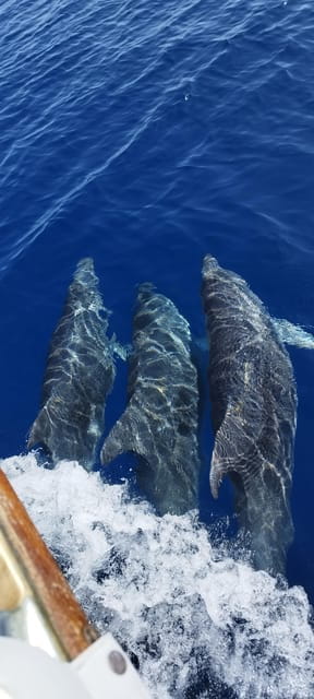 Estepona: Boat Trip Dolphin Search With Drink and Snacks - Booking Information