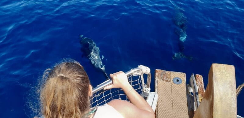 Estepona: Dolphin Search Boat Trip with Drink and Snacks - Practical Tips for Travelers
