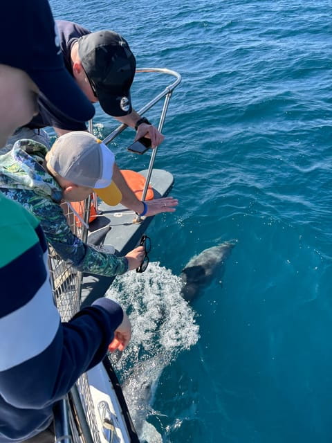 Estepona: Dolphins Searching Sea Cruise with Drink & Snacks - Who Is This Tour For?