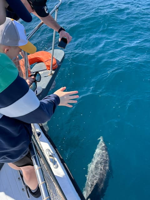 Estepona: Dolphins Searching Sea Cruise with Drink & Snacks - Final Thoughts: Is It Worth It?