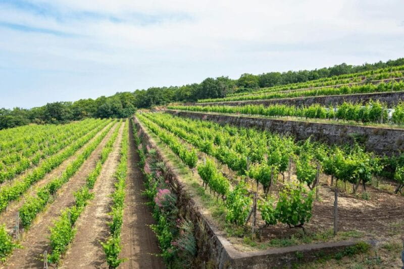 Etna 4x4 & Wine Tasting Tour - Discovering the Mount Etna 4x4 Safari