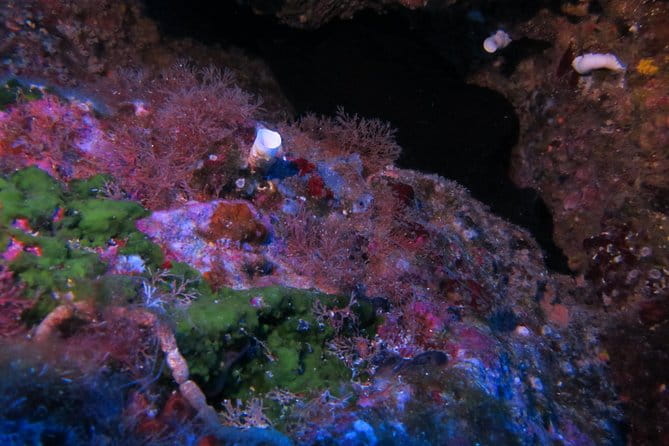 Etna & Diving Jeep Tour - Key points / Takeaways