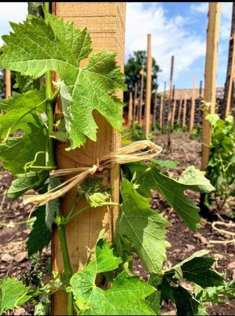 Etna DOC: Board of local products with Tasting of Etna Wines - FAQ