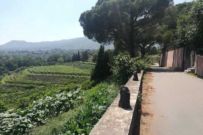 Etna Excursion and Lunch - Wine Tasting in Etna DOC Vinery - Price and Logistics — Is It Worth It?
