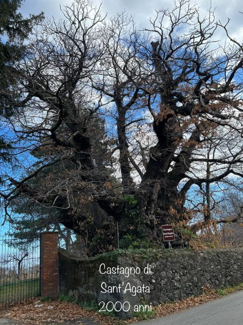 Etna Morning Tour: an adventurous journey to discover Etna. - The Real Deal: What to Expect on the Etna Morning Tour