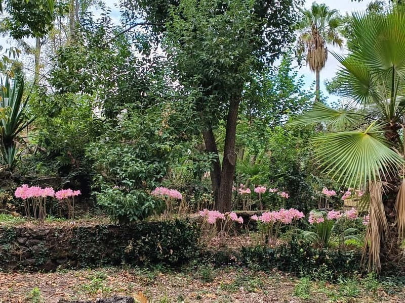 Etna & Sea: Pic Nic in Batia - The Setting: A Garden of Delights and Views