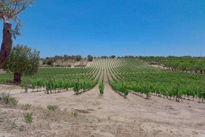 Etna Wine & Food Volcanic Week Grand Tour (Private) - Practical Tips and Considerations