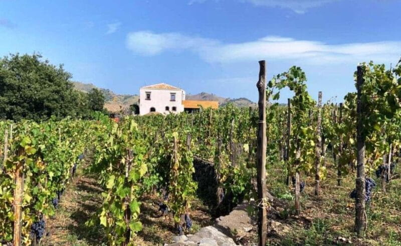 Etna: Wine Tasting and Food Tour - An Authentic Taste of Sicily: Etna Wine Tasting and Food Tour