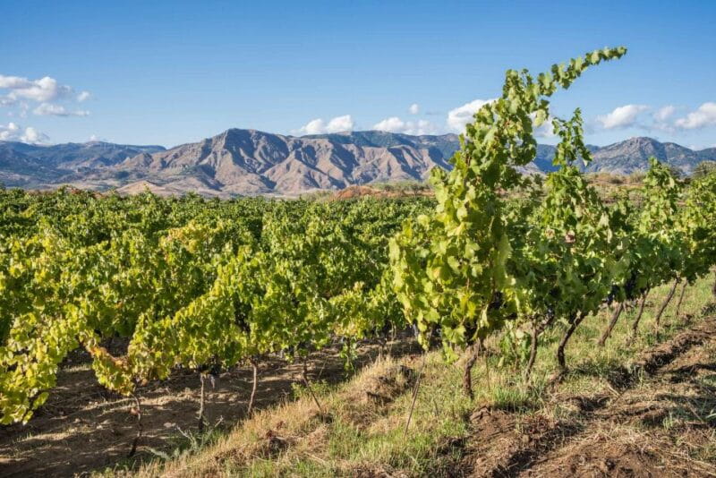 Etna Winery Wine & Food Tasting Private Tour - Learning the Unique Flavors of Etna Wines