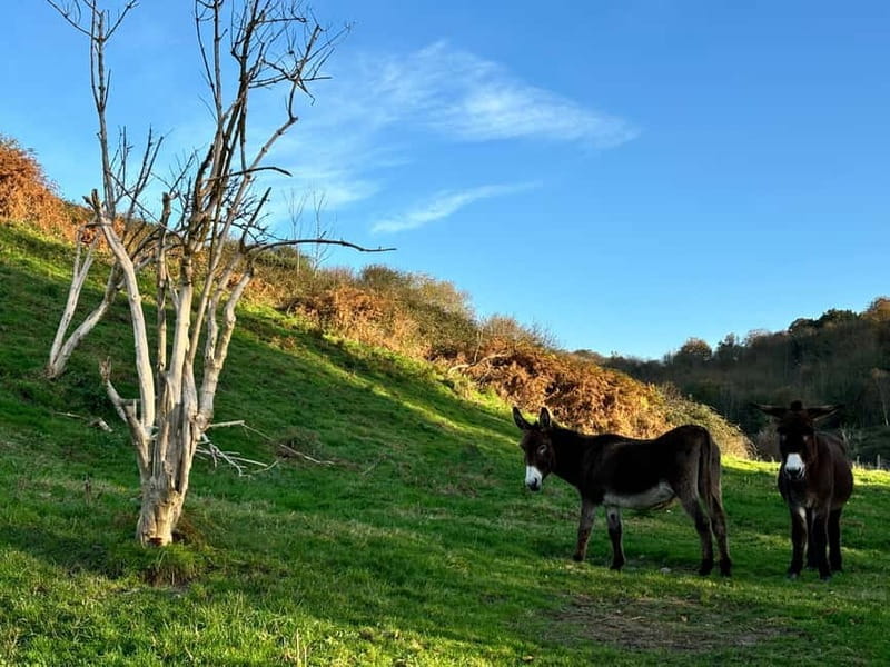 Étretat: Hike along the legendary cliffs of Étretat! - FAQ