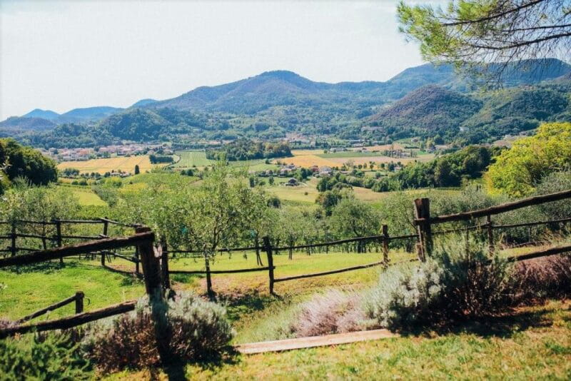 Euganean Hills Guided Wine Tour with Tasting From Padua - Price and Value