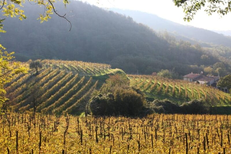 Euganean Hills Guided Wine Tour with Tasting From Padua - FAQ