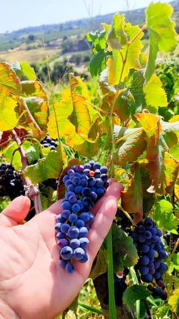 Eva's Traditional Cooking Lesson in Sisi - Family Estate - The Final Feast and Tasting Experience