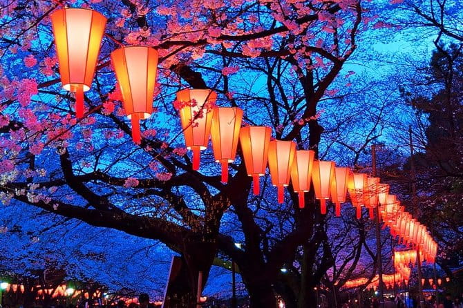Evening Hanami (Cherry Blossom) Experience With a Local - Booking and Price Information