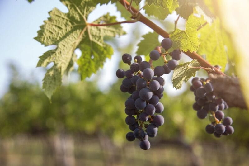 Evening of Wine and Scenic Views in Skiathos - What Makes the Wines on Skiathos Special?