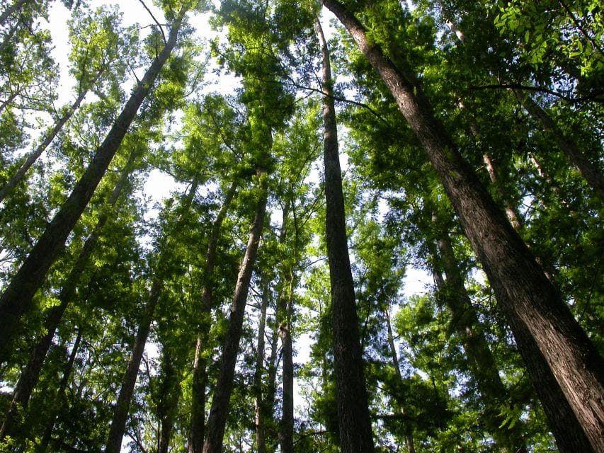 Everglades Day Safari From Sanibel, Fort Myers & Naples - Wildlife Encounters