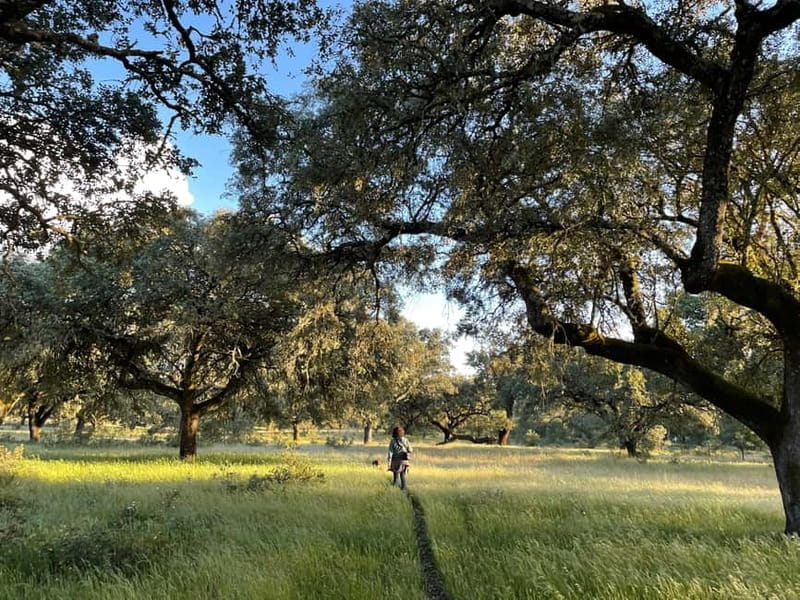 Évora: Cork Factory and Cork Farm Lunch included - Exploring the Layers of Évora’s Cork World