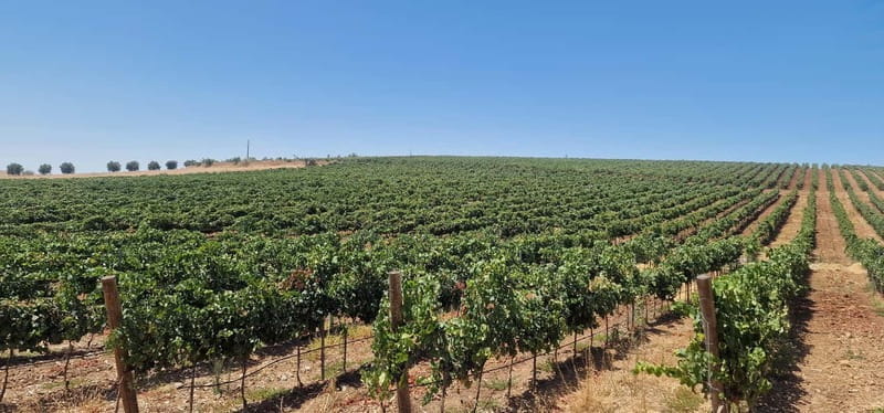 Évora & Wines: A Taste of Authentic Alentejo - Who Will Love This Tour?