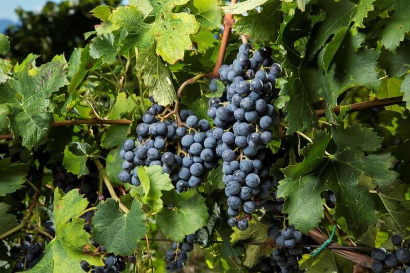 Exclusive Chianti Rufina Half-Day with lunch from Florence - Price and Value: Does It Make Sense?