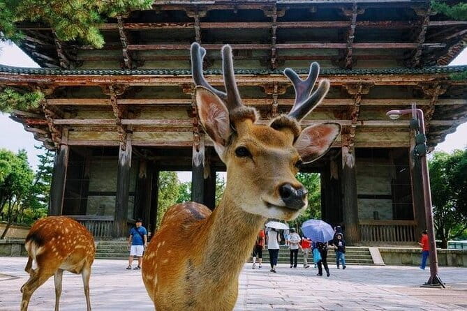 Exclusive Luxury Day Tours Serene Nara - Accessibility Features
