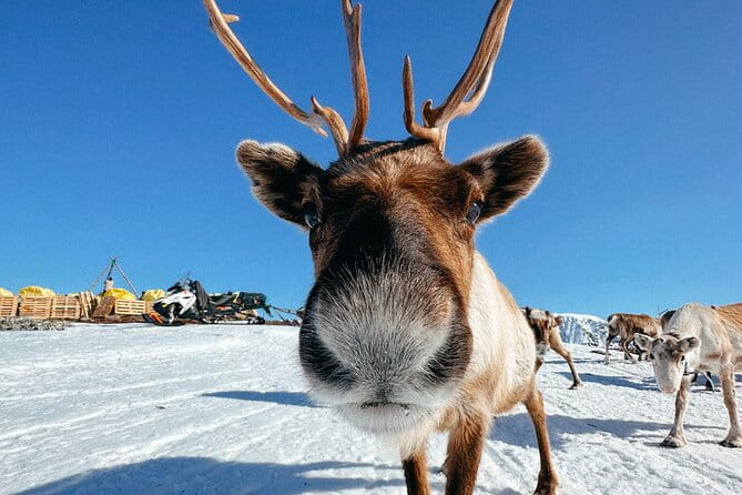 Exclusive Reindeers Experience in small groups, Tromso - Introduction: A Genuine Sami and Reindeer Encounter in Tromso