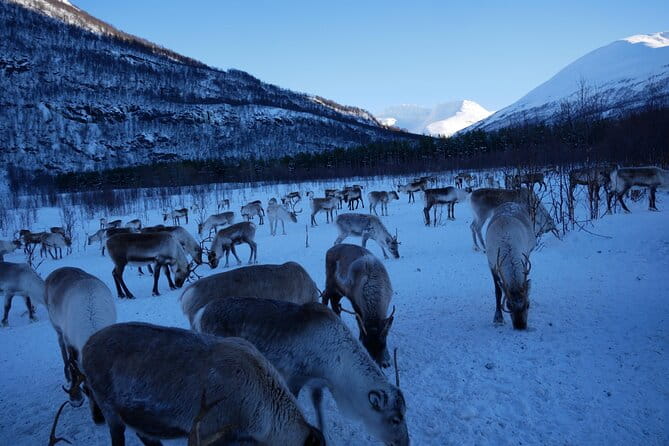Exclusive Reindeers Experience in small groups, Tromso - Who Is This Tour Best For?
