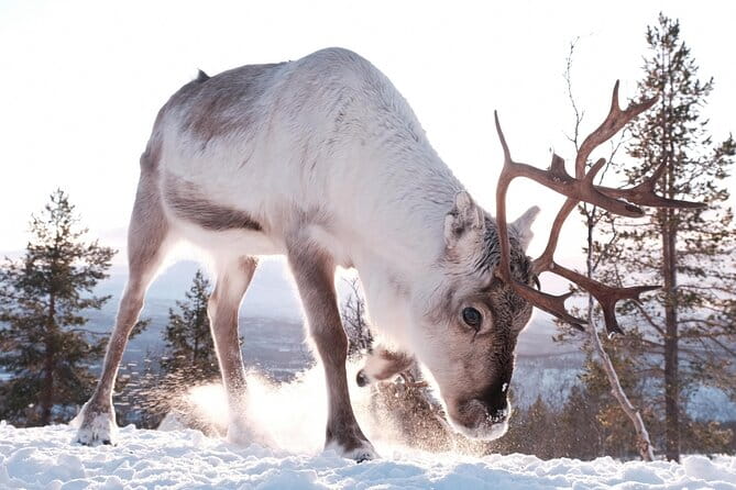 Exclusive Reindeers Experience in small groups, Tromso - FAQs