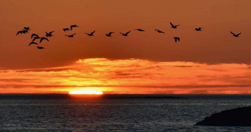 Exclusive to Norway, Sommarøy: Midnight sun in a Hobie sailing kayak. - Key points / Takeaways